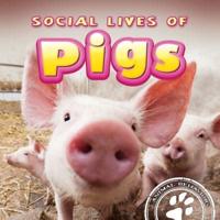 Social Lives of Pigs