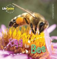 Egg to Bee