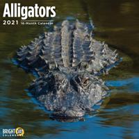 Alligators 2021
