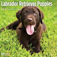 Labrador Retriever Puppies 2021