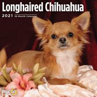 Longhaired Chihuahua 2021