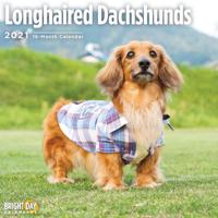 Longhaired Dachshunds 2021