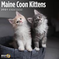 Maine Coon Kittens 2021