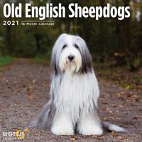 Old English Sheepdogs 2021
