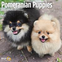 Pomeranian Puppies 2021