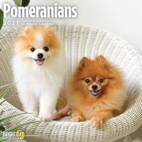 Pomeranians 2021