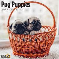 Pug Puppies 2021