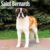 Saint Bernards 2021