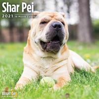 Shar Pei 2021