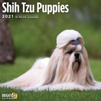 Shih Tzu Puppies 2021