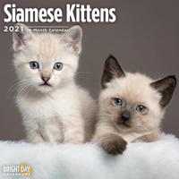 Siamese Kittens 2021