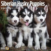 Siberian Husky Puppies 2021