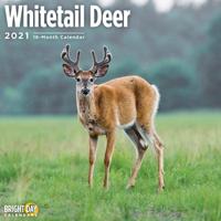 Whitetail Deer 2021