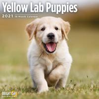 Yellow Lab Puppies 2021