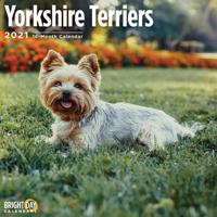 Yorkshire Terriers 2021