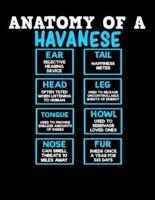 Anatomy of a Havanese