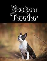 Boston Terrier