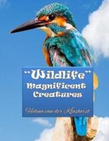 Wildlife Magnificent Creatures