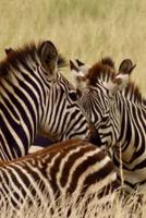 Zebras in Africa Journal