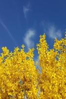 2020 Weekly Planner Forsythia Against Pretty Sky 134 Pages