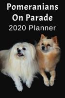 Pomeranians On Parade