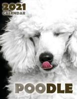 Poodle 2021 Calendar