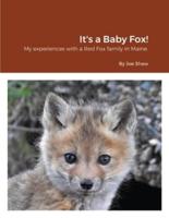 It's a Baby Fox!