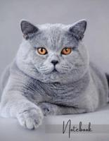 Notebook: Unlined - Plain Notebook - Blank Journal - 130 Pages - Large Format 8.5 x 11 in - Workbook - Composition - Cats - British Shorthair Cover Design