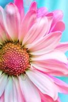 Blank Journal - Pink Daisy Flower