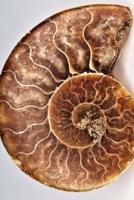 Blank Journal - Fibonacci Ammonite Shell