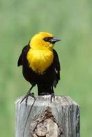 Yellow-Headed Blackbird (Xanthocephalus Xanthocephalus) Bird Journal