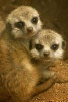 Meerkat Notebook Journal Gift for Cute Animal Lovers