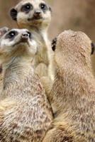 Meerkat Notebook - Journal Gift for Cute Animal Lovers