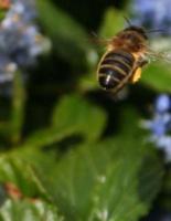 Bee Bees Lip Balm Natural Ointment Moisturizing Baby Rash Honeycomb Bottle Light