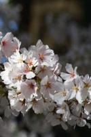 Cherry Blossoms Journal