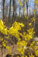 2019 Weekly Planner Forsythia Branch Against Forest 134 Pages