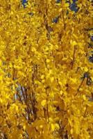 2019 Weekly Planner Forsythia Bush Up Close 134 Pages