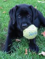 Black Labrador Puppy Notebook