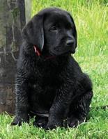 Black Labrador Puppy Notebook