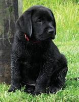 Black Labrador Puppy Calendar Notebook