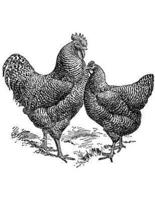 Development of the Plymouth Rock Chicken