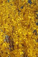 2019 Daily Planner Forsythia Bush Up Close 384 Pages