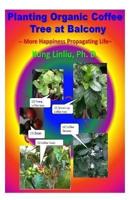 Planting Organic Coffee Tree at Balcony