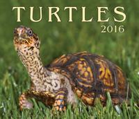 Turtles 2016 Calendar