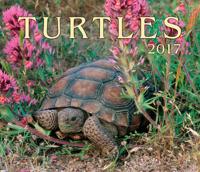 Turtles 2017
