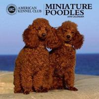 Miniature Poodles American Kennel Club 2018 Wall Calendar