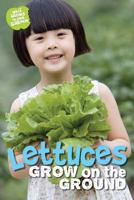 Lettuces Grows on the Ground