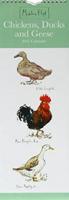 Madeleine Floyd, Chickens Slim