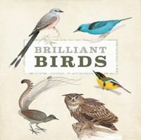Brilliant Birds