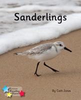 Sanderlings